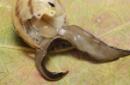 Ce ver tueur menace d'exterminer les escargots en Europe