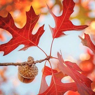 Fall has finally arrived in Texas!
