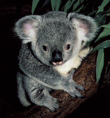 ubuntu karmic koala 9.10