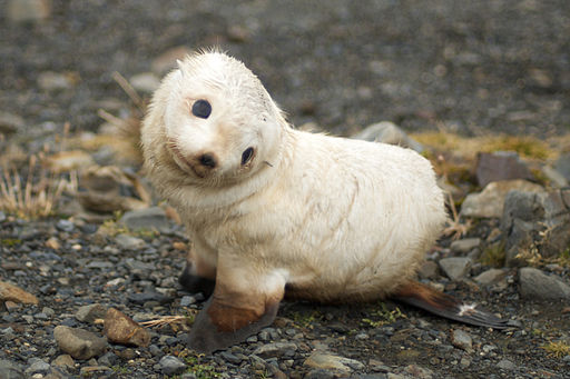 Baby fur seal, South Georgia